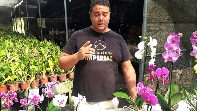 Como cultivar Phalaenopsis / Como cultivar Orquídeas