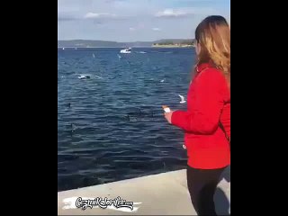 Martı Besliyim Derken Bir Anlık Dalgınlık Yaşayan Hanım Kızımız