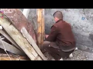 Mükemmel Konuşmalar ve Taktik Zeka Dolu Domuz Avı