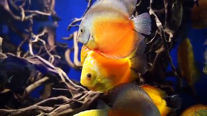 Monster Truck BLAZE and SHARK. EDUCATIONAL VIDEO FOR KIDS. Toys videos for kids. KidsToyTV