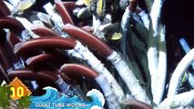 11 WEIRD Undersea Discoveries