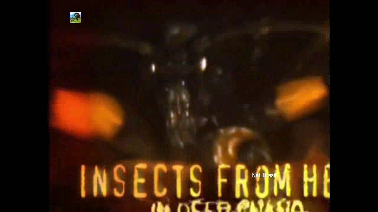 Insetos Aterrorizantes - A Caverna Secreta