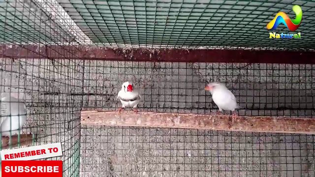 Zebra Finch Breeding Season | Finches Breeding Tips and Care