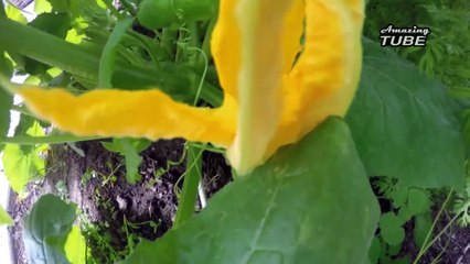 The fast-paced video of Pumpkin's fruit