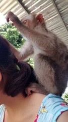 Being Groomed by a Monkey