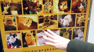 Cat Cafe in Myeondong, Korea (KWOW #141)