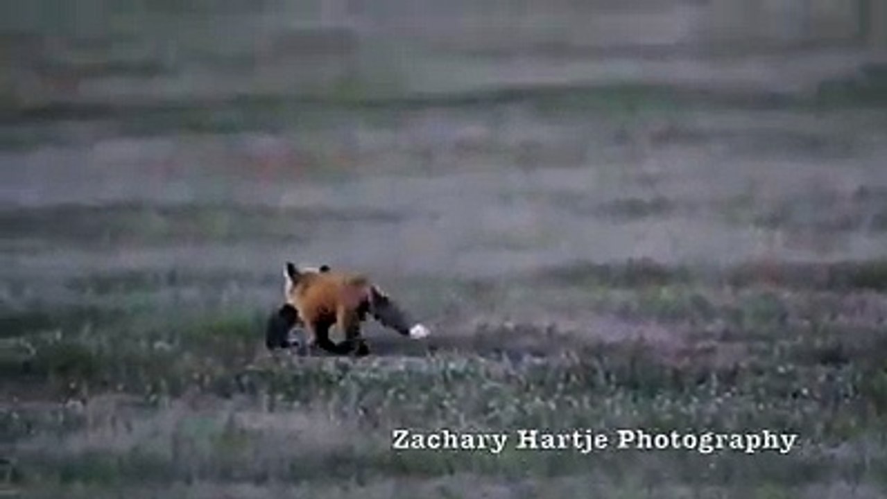Tavşan yakalamış tilkiyi gözüne kestiren bir kartal: Zachary Hartje