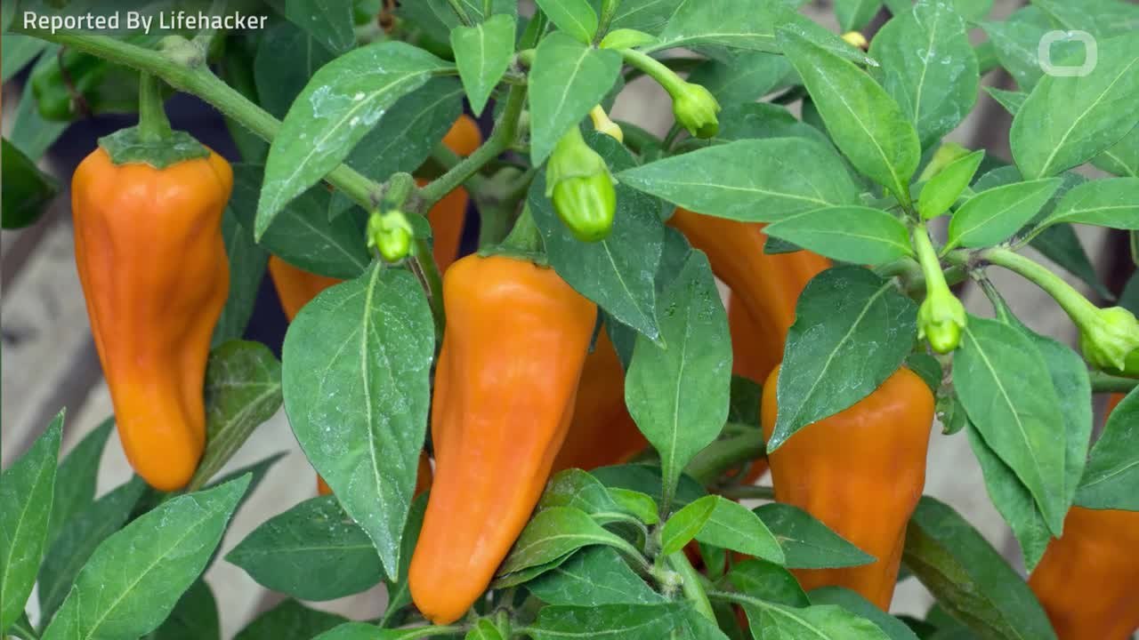 Hot Peppers Effect Your Health... video Dailymotion