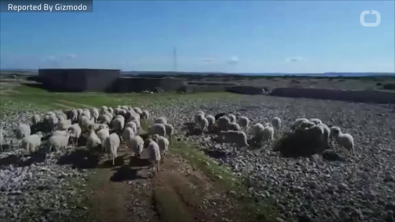 Are Plants Conscious? video Dailymotion