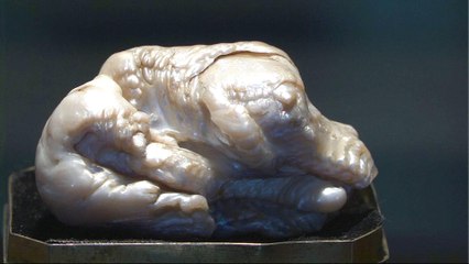 World's largest freshwater pearl put up for Dutch auction