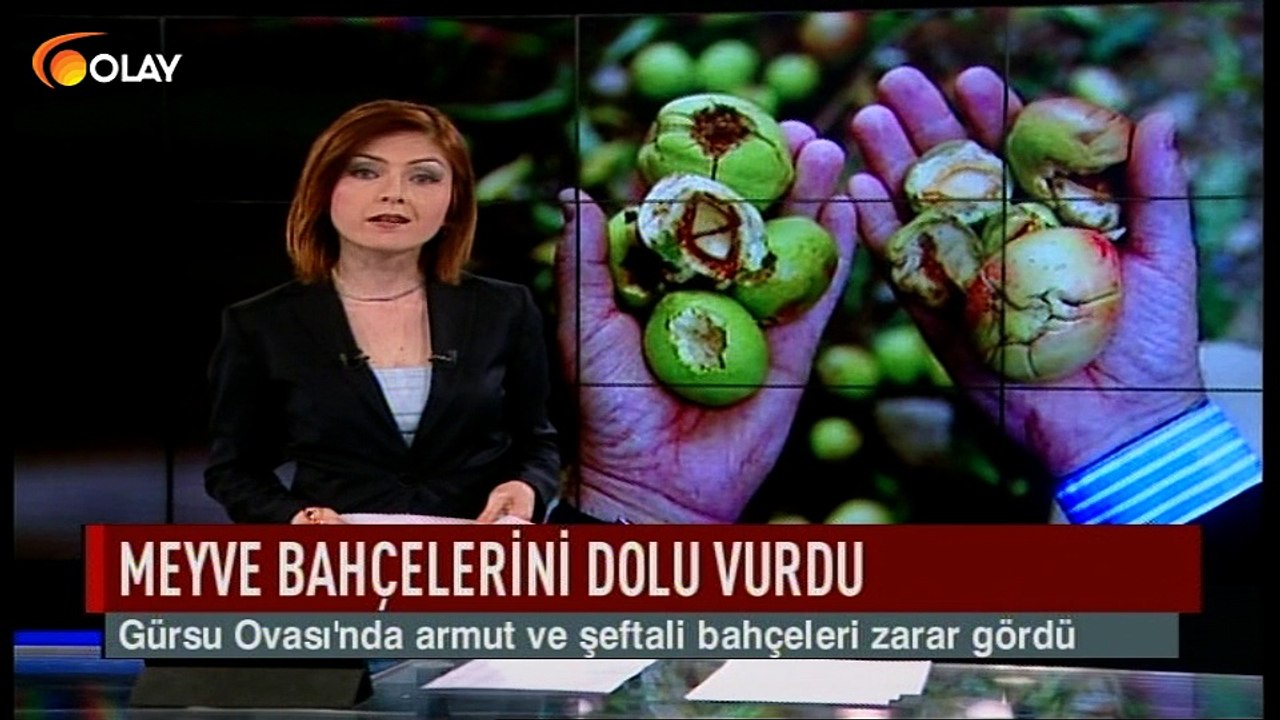 Meyve bahçelerini dolu vurdu