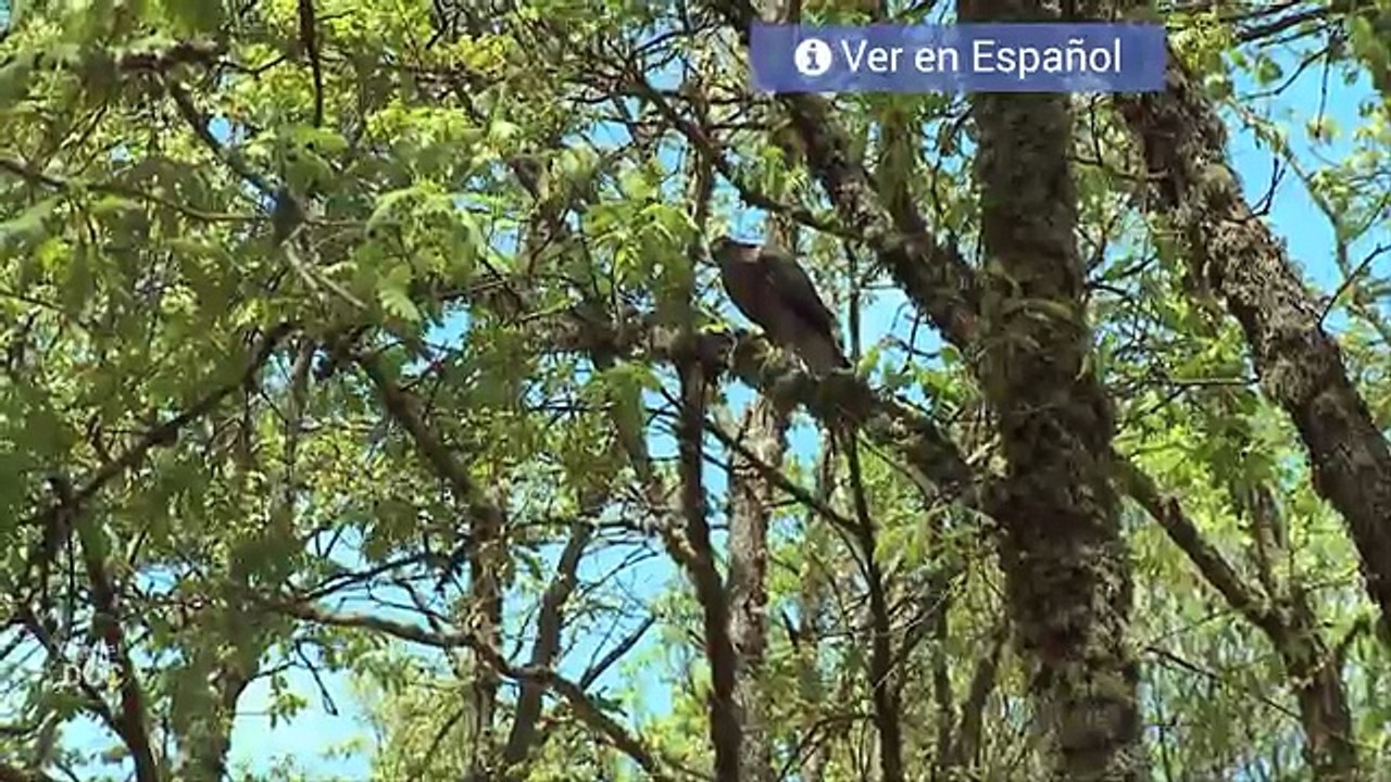 Goshawk HD Documentary