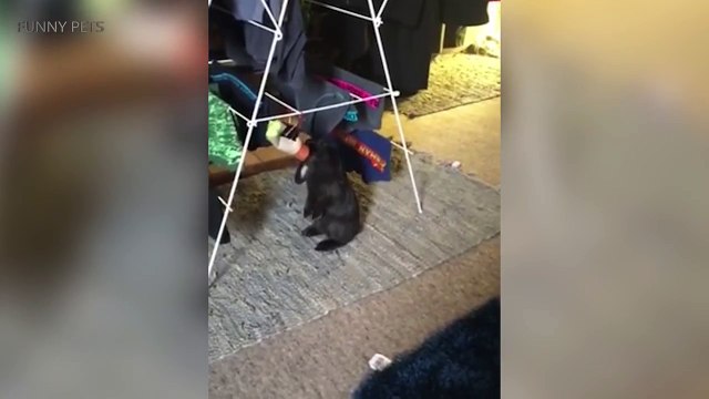 Bunnies Are Awesome Cute Bunnies Moments (Part 1) [Funny Pets]