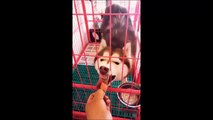 [Tik tok pet] Funny pet - Khi thú cưng cũng chơi tik tok #3.