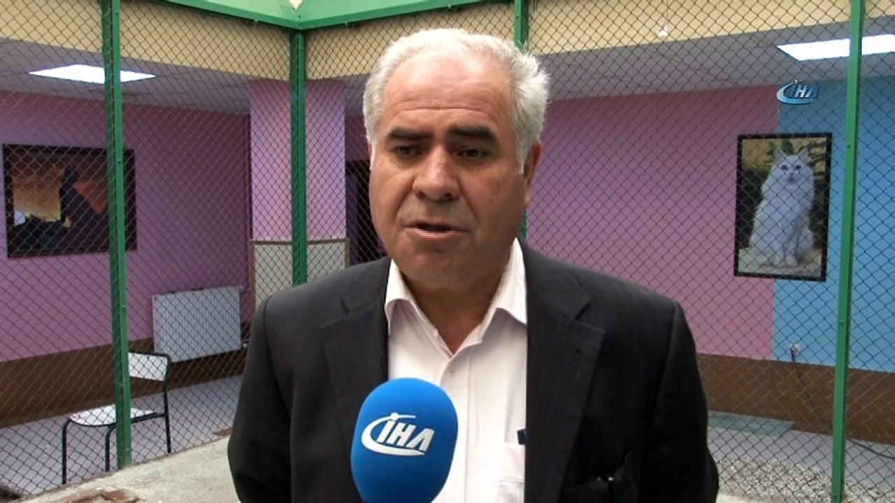 Van kedileri için özel havuz