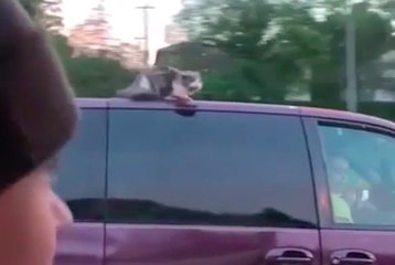 Ils ne se rendent pas compte qu'ils roulent sur l'autoroute avec un chat sur le toit