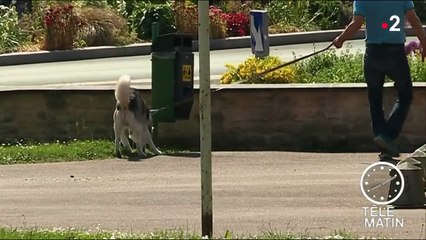 Calvados : Mondeville lutte avec humour contre les déjections canines