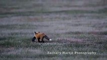 Un renard se fait voler sa nourriture par un rapace