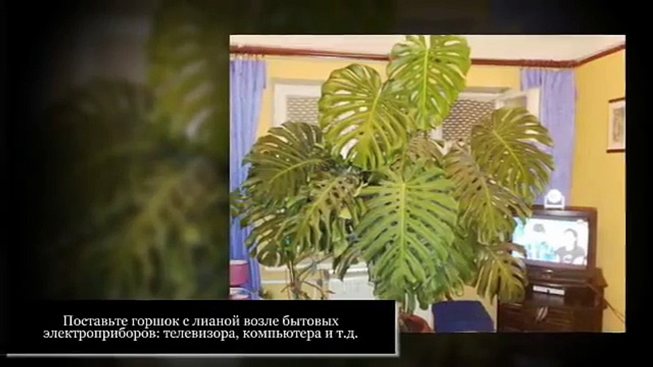МОНСТЕРА. Уход в домашних условиях ❖❖❖ Размножение монстеры