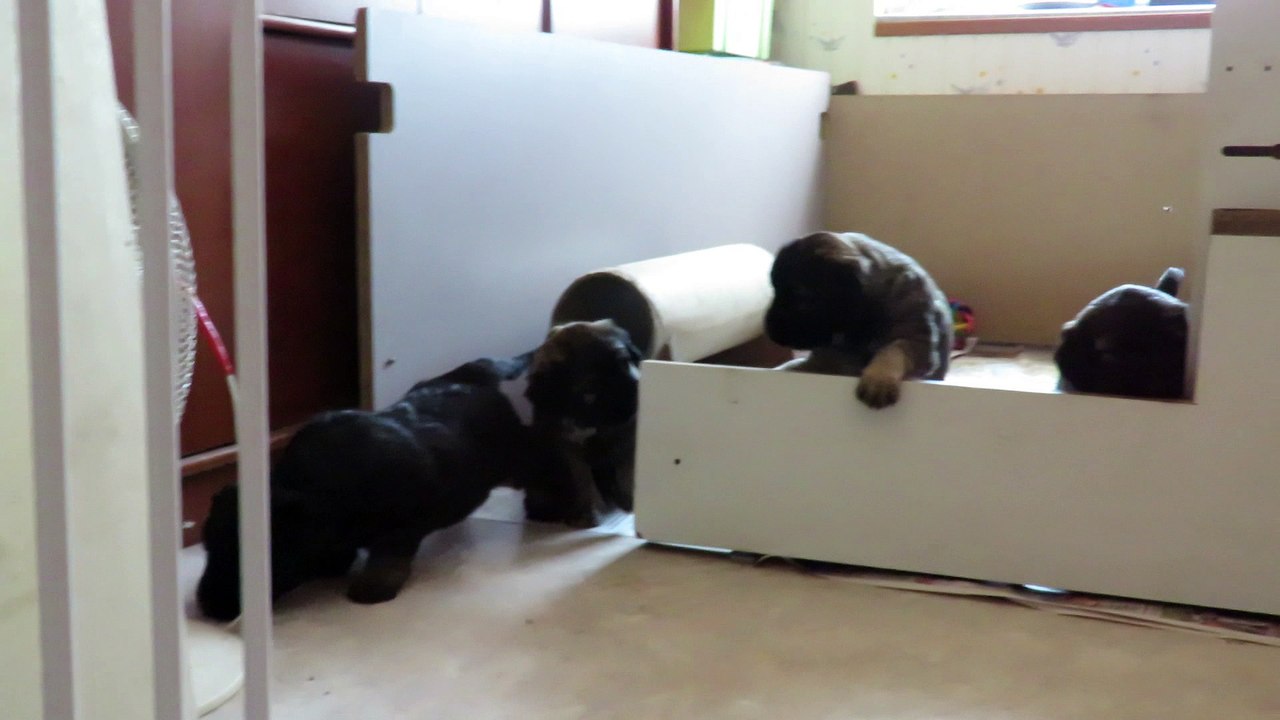 La première sortie des chiots (berger catalan 2018)