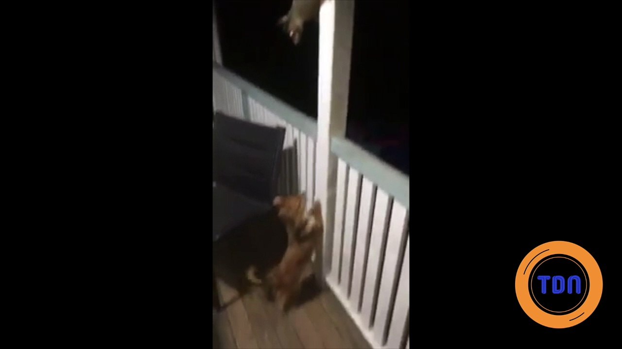 Chien et opossum