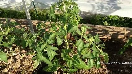 209. Идеальный вариант опор для подвязки помидоров