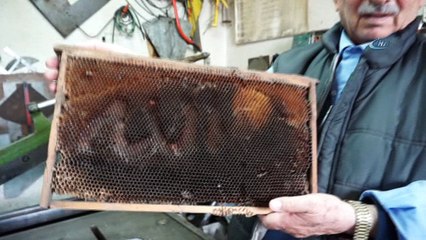 Arılar petek üzerine 'Allah' yazdı