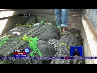 BKSDA Serang Amankan 3 Ekor Buaya - NET 12