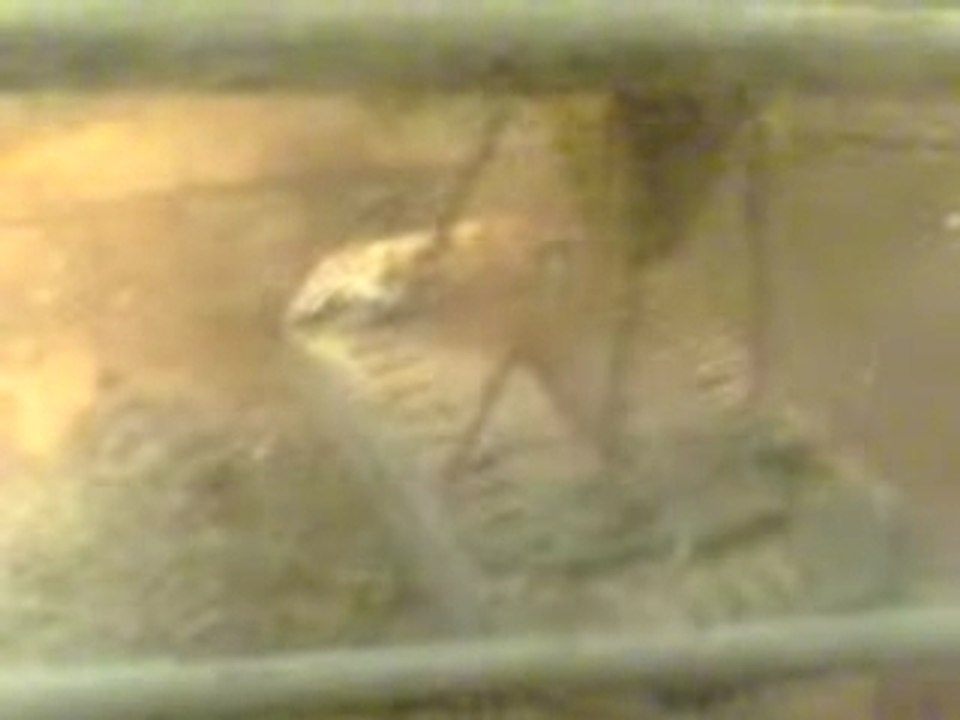 MOV0003A