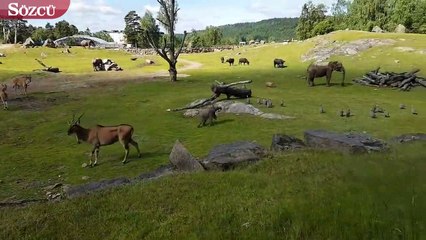 Yavru filin kuşları kovalama anı