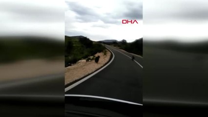 Ankara Ankara'nın Beypazarı İlçesinde Ayı Yavruları Böyle Görüntülendi+