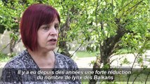 La bataille pour sauver le lynx des Balkans, symbole national