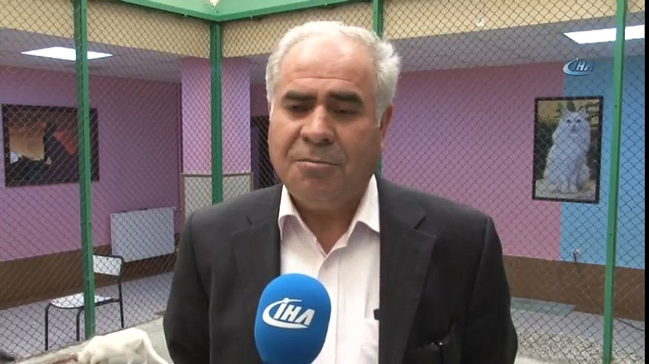 Van Kedileri İçin Özel Havuz