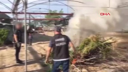 Mersin Mersin'de Serada Hint Keneviri Ele Geçirildi