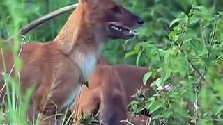 Wild Dog Packs of the Indian Forest (Nature Documentary)