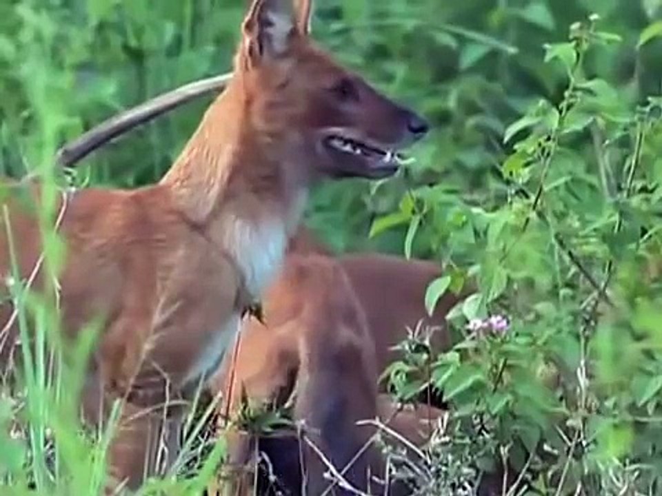 Wild Dog Packs of the Indian Forest (Nature Documentary)