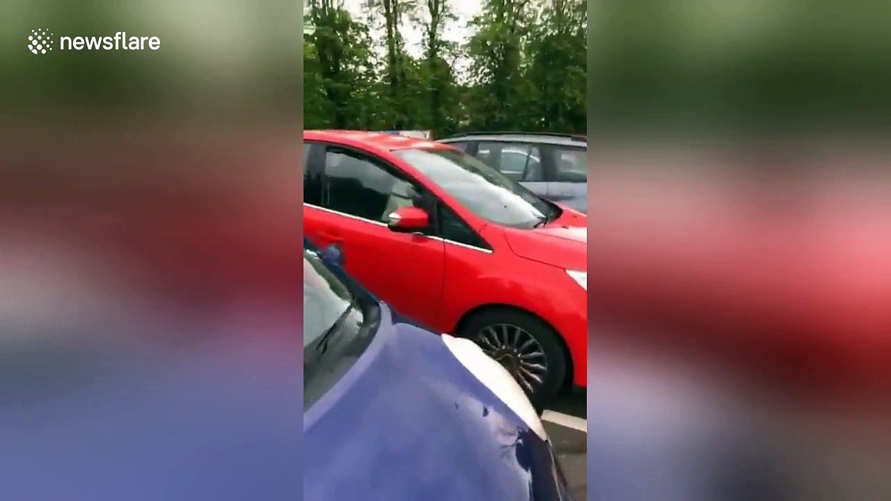Dog honks horn after owner takes too long at McDonald's