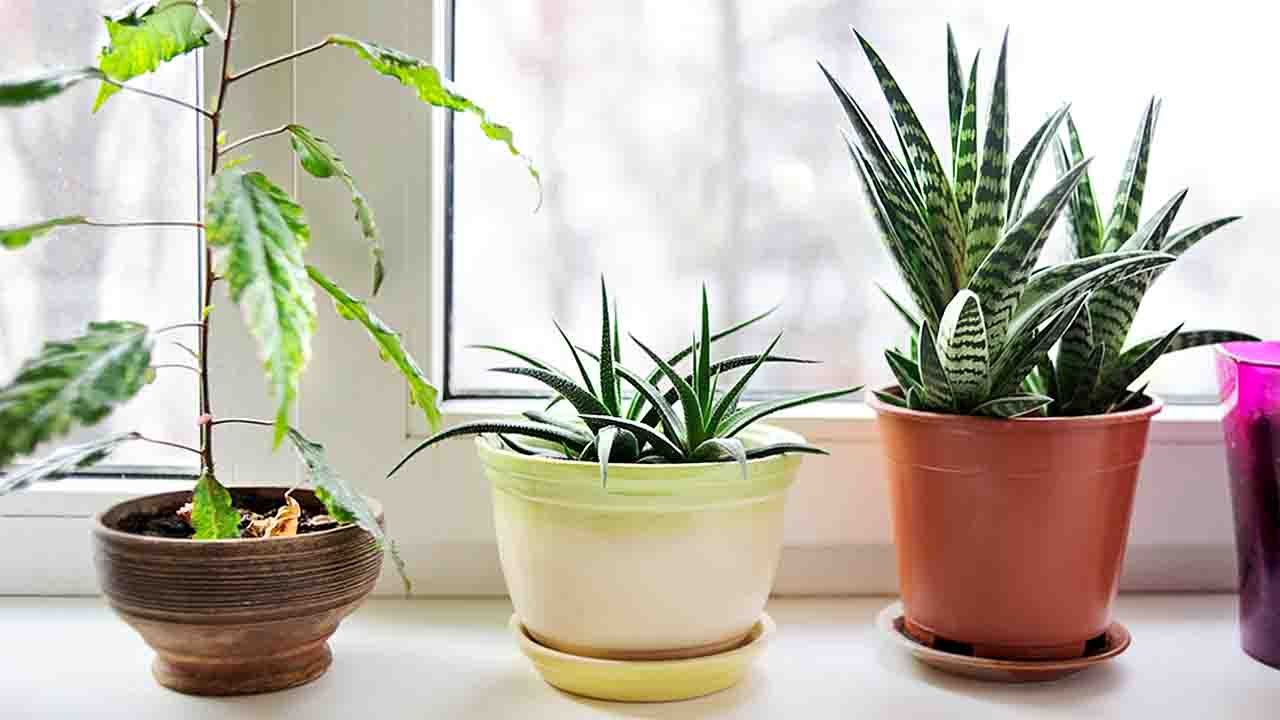 Air Purifying Plants: शुद्ध हवा के लिए Best हैं ये 3 पौधें, देंगे ताज़गी के साथ Fresh Look | Boldsky
