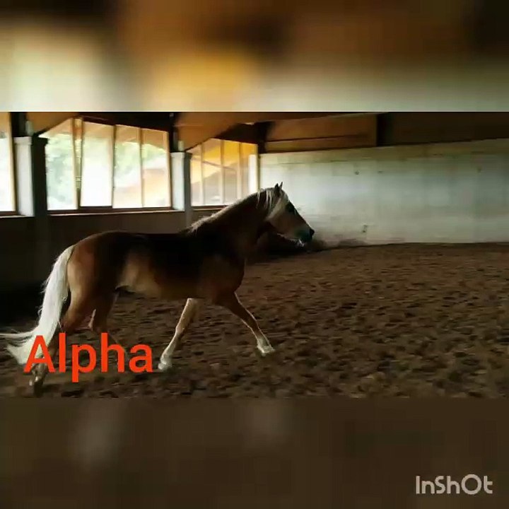 Haflinger Hengst - Alpha-V