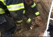 Firefighters Rescue Frightened Puppy Trapped Under Decking After Storm