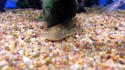 Best Fish to Clean / Eat Algae in Aquarium