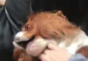 King Charles Spaniel Reacts Dramatically to Play-Fight