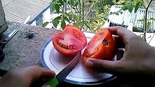 Como Plantar Tomate (incio,meio,fim)