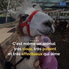 Grâce à ses câlins, cet animal aux oreilles pointues redonne confiance  à ceux qui en manquent