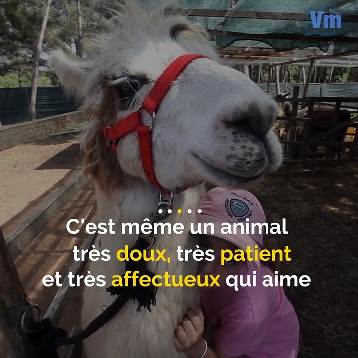 Grâce à ses câlins, cet animal aux oreilles pointues redonne confiance  à ceux qui en manquent