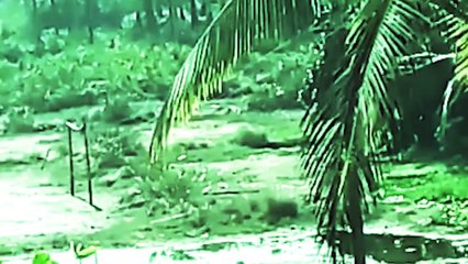 OMG | Terrific Video Caught on Camera | Creepy Creature In A Forest