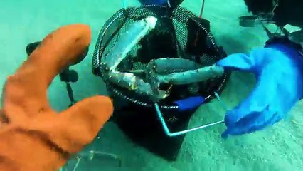 How to catch a king crab.
