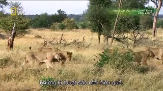 National Geographic Wild - The Lion Army (Nature Documentary)
