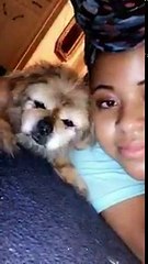 cachorro enxugar lágrimas de sua dona