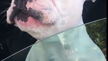 Cão cantor!